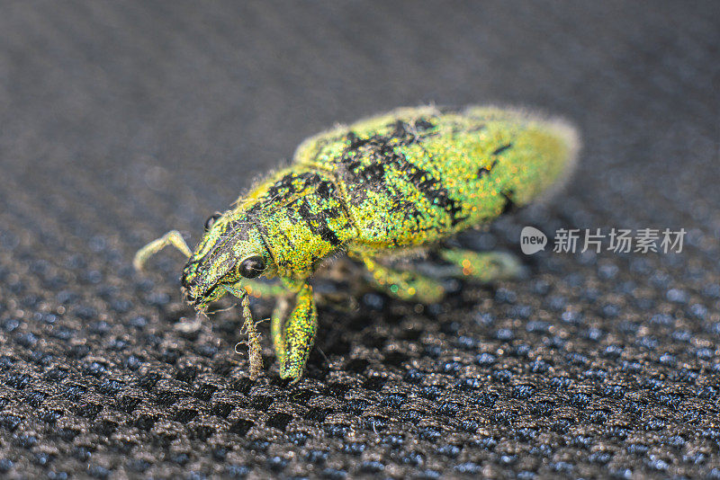 “一个象鼻虫的特写镜头，一种甲虫(昆虫/鞘翅目)有闪亮的颜色点